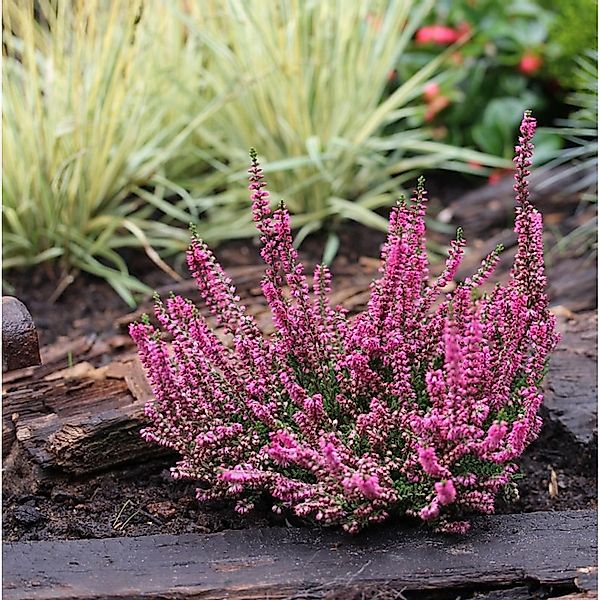 10x Besenheide Arabella - Calluna vulgaris günstig online kaufen