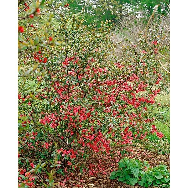 Chaenomeles 'rubra' Zierquitte 80 cm Stammhöhe günstig online kaufen
