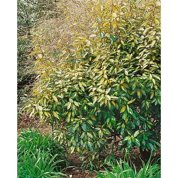 Elaeagnus ebbingei Limelight 125-150 cm günstig online kaufen