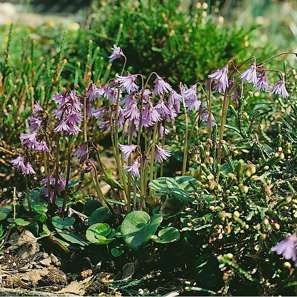 Soldanella Alpina Alpen Glockenblume Ca. 9x9 cm Topf günstig online kaufen