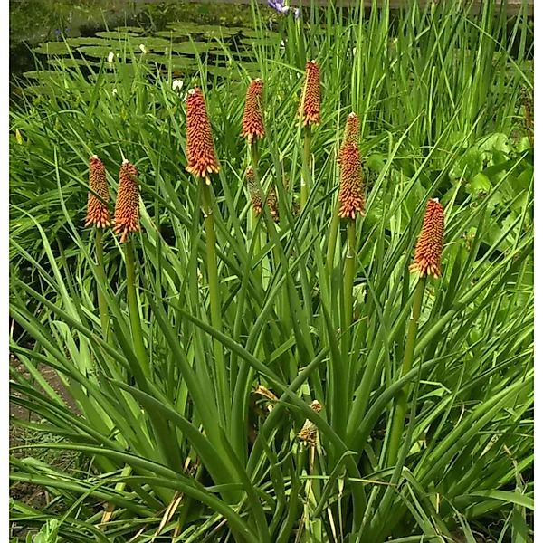 Fackellilie Grandiflora - Kniphofia praecox günstig online kaufen