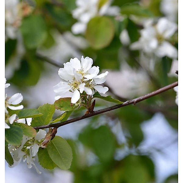 Erlenblättrige Felsenbirne Greatberry Garden 40-60cm - Amelanchier alnifoli günstig online kaufen