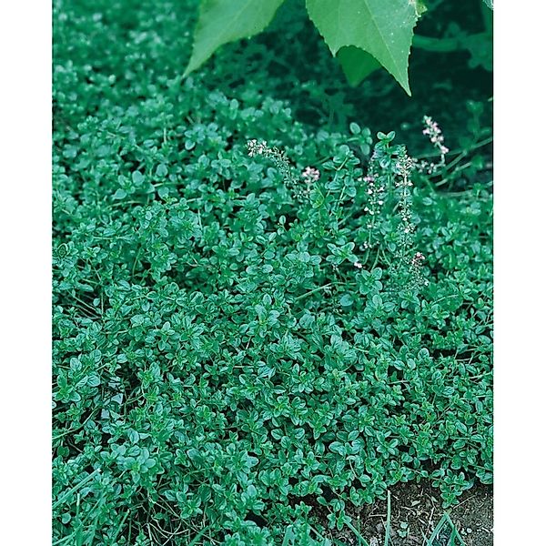 Thymus Pulegioides Quendel Ca. 9x9 cm Topf günstig online kaufen