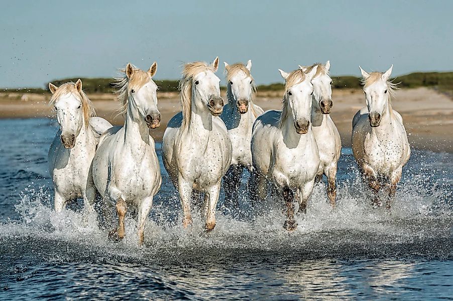 Papermoon Fototapete "PFERDE-CAMARGUE GALLOP STRAND MEER TIERE KÜSTE PROVEN günstig online kaufen