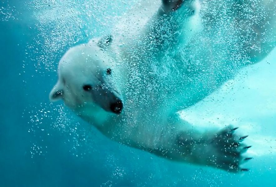 Papermoon Fototapete »Eisbär unterwasser« günstig online kaufen