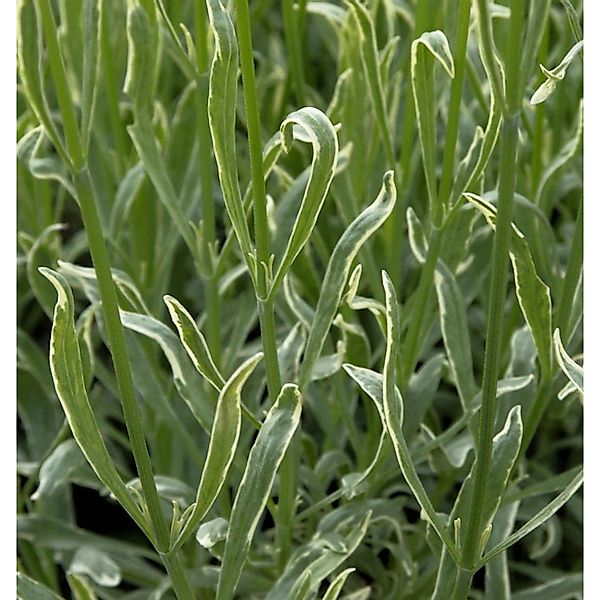 Echter Lavendel Silver Edge - Lavandula angustifolia günstig online kaufen