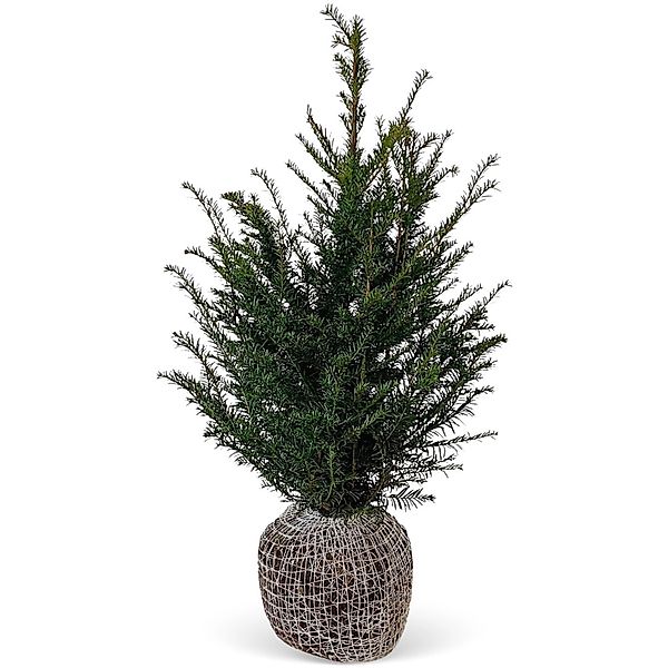 Eibe Set à 30 Stück Höhe ca. 80 - 100 cm Ballenware Taxus baccata günstig online kaufen