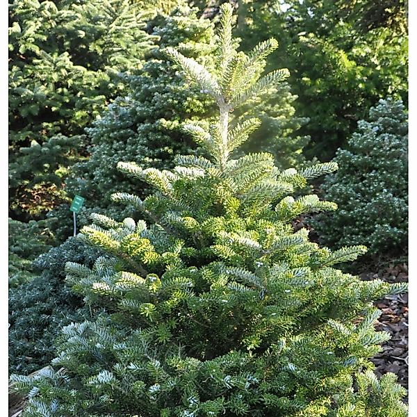 Koreatanne Sämling 30-40cm - Abies koreana günstig online kaufen