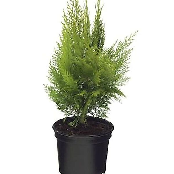 Gelbe Kegelzypresse Ellwoodiis Empire 30-40cm - Chamaecyparis lawsoniana günstig online kaufen