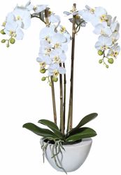 Kunstpflanze Mini Orchidee, Creativ green, Höhe günstig online kaufen