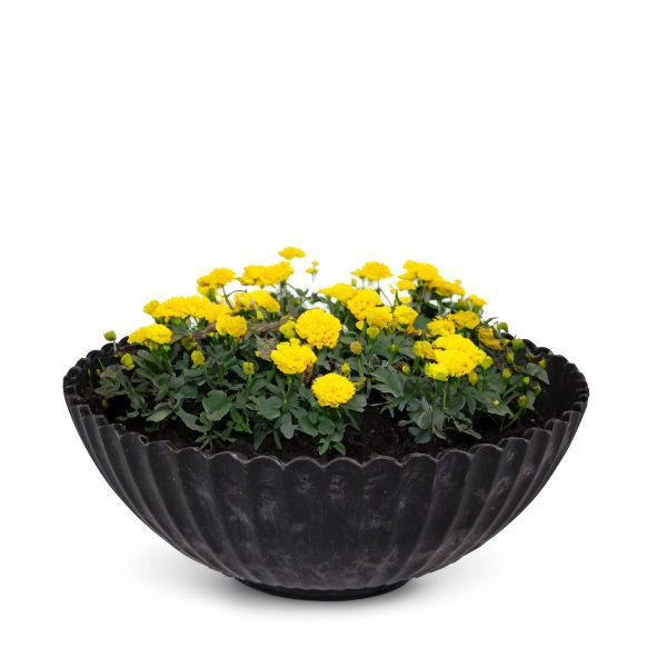 matches21 HOME & HOBBY Blumentopf Dekoschale günstig online kaufen