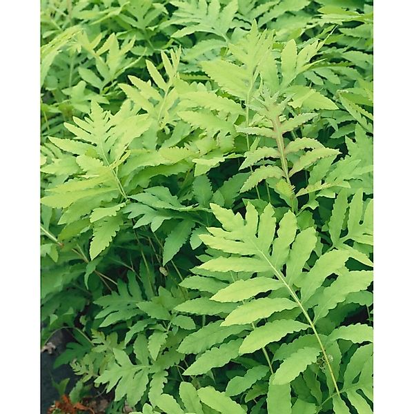 Onoclea Sensibilis Perlfarn Ca. 9x9 cm Topf günstig online kaufen