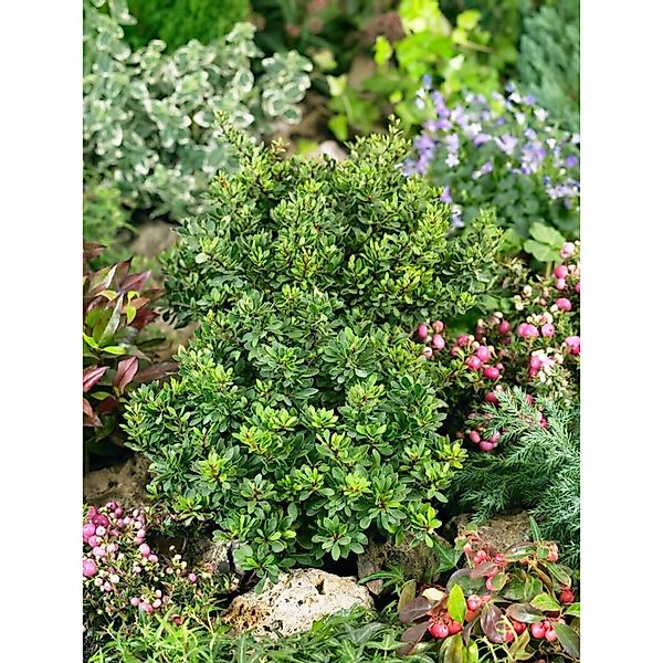 Berberis Thunbergii Kobold Heckenberberitze Kompakt 25–30 cm günstig online kaufen