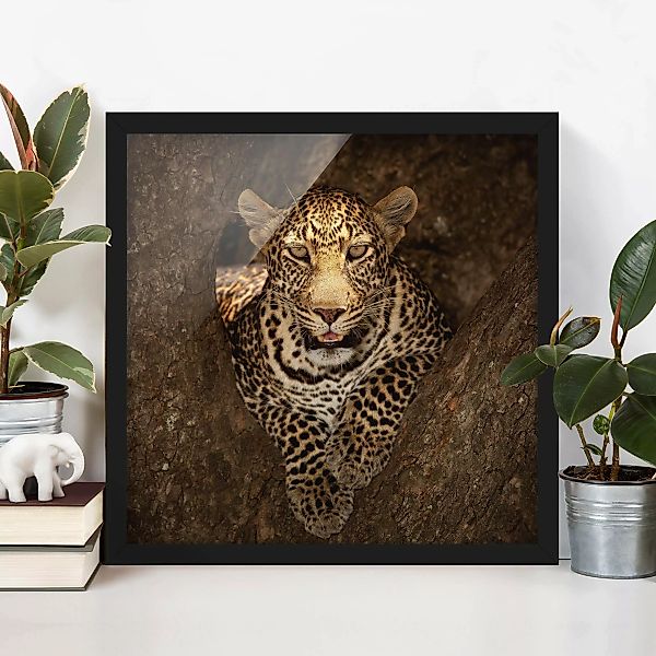 Bild mit Rahmen Tiere - Quadrat Leopard ruht auf einem Baum günstig online kaufen