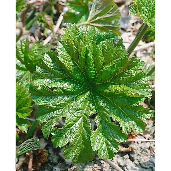 Darmera Peltata Schildblatt Ca. 11x11 cm Topf günstig online kaufen