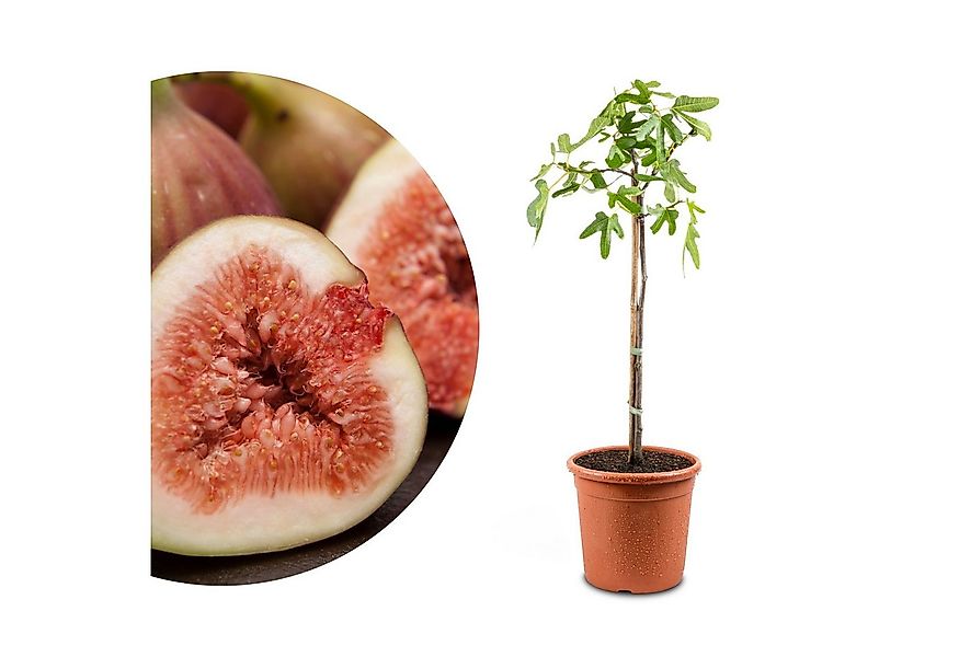 Meine Orangerie Feigenbaum Stämmchen - Ficus Carica "Bornholm" - Bornholmfe günstig online kaufen