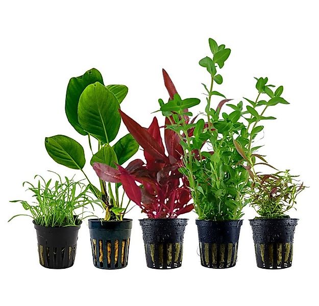 Aquaone Wasserpflanze Pflanzen Set mit 5 Einsteiger Wasserpflanzen Nr.105 günstig online kaufen