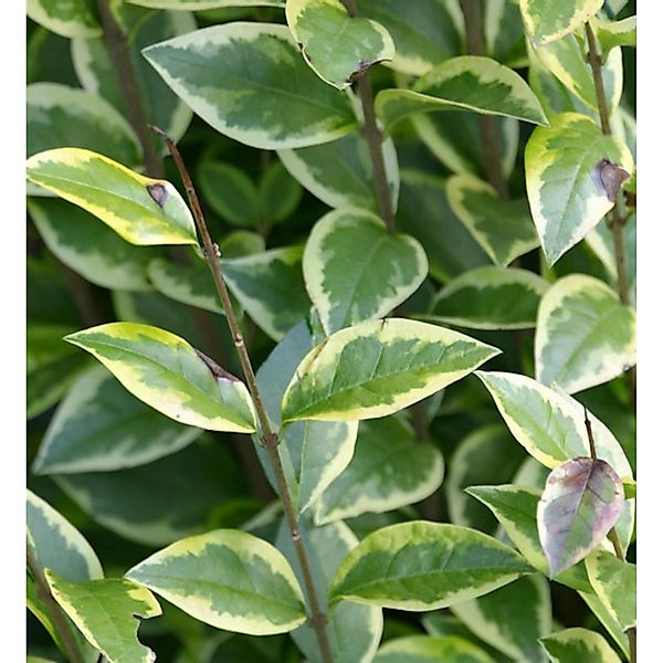 Gold Liguster 30-40cm - Ligustrum ovalifolium günstig online kaufen