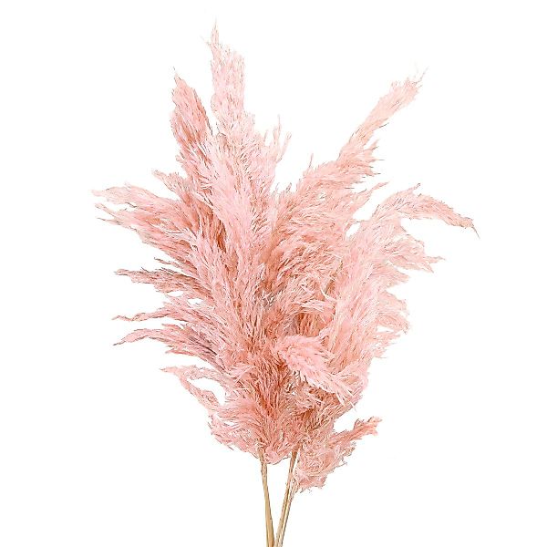 Trockenblume Pampasgras getrocknet Rosa 65-75cm Trockenblumen günstig online kaufen