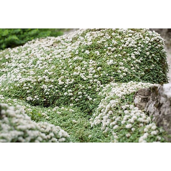 Paronychia Kapela Ssp. Serpyllifolia Silberkraut Ca. 9x9 cm Topf günstig online kaufen