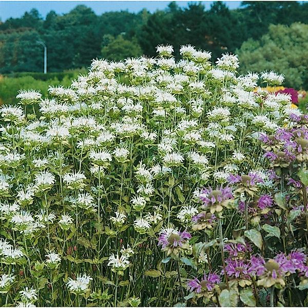 Monarda Fistulosa Schneewittchen Wilde Bergamotte Ca. 11x11 cm Topf günstig online kaufen