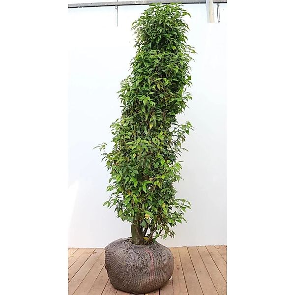 Prunus,usitanica 'Angustifolia' 150-175 cm günstig online kaufen