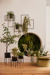 Creativ green Kunstpflanze "Tillandsie" günstig online kaufen