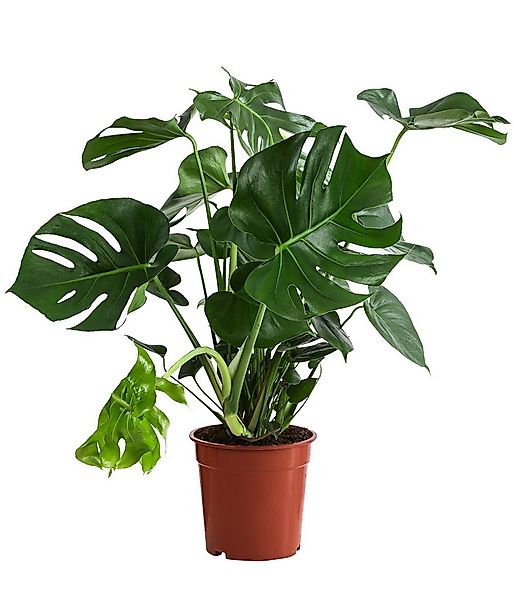Dehner Zimmerpflanze Fensterblatt, Monstera deliciosa, geschlitztes Blattwe günstig online kaufen