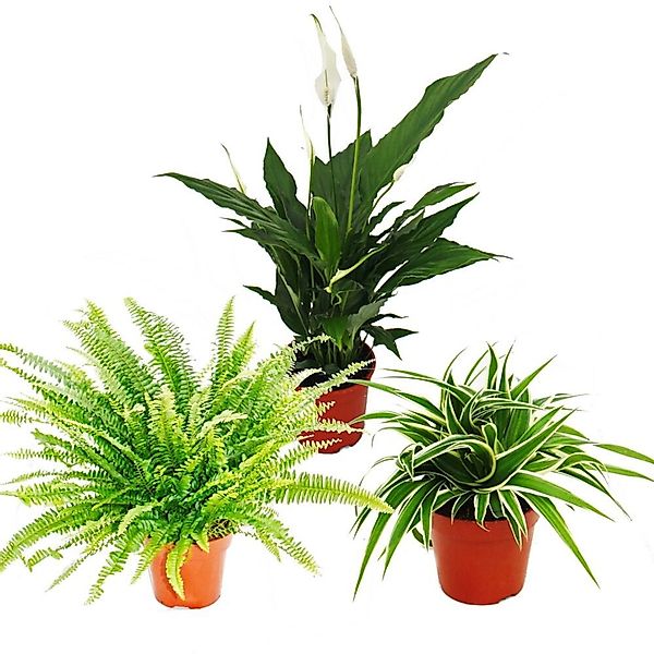 Exotenherz Zimmerpflanze Pflanzen-Trio Luftreiniger Nephrolepis-Spathiphyll günstig online kaufen