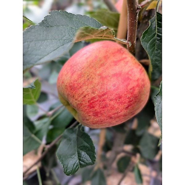 Apfel Rebella® 100 - 120 cm Malus domestica günstig online kaufen