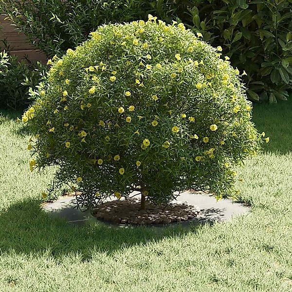 vidaXL Blumentopf Flache Baumringe 5 pcs günstig online kaufen