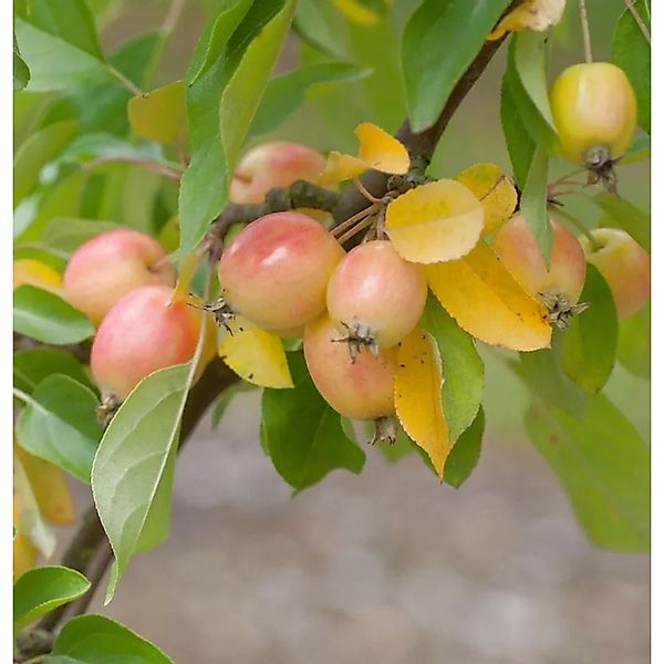 Zierapfel John Downie 100-125cm - Malus Hybride günstig online kaufen