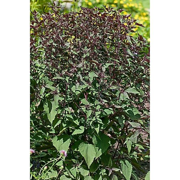 Eupatorium Rugosum Weißer Wasserdost Ca. 9x9 cm Topf günstig online kaufen