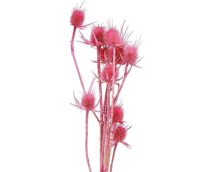 Trockenblume Wilde Karde Trockendeko Rosa Disteln 53cm 10 Köpfe, Viana, Höh günstig online kaufen