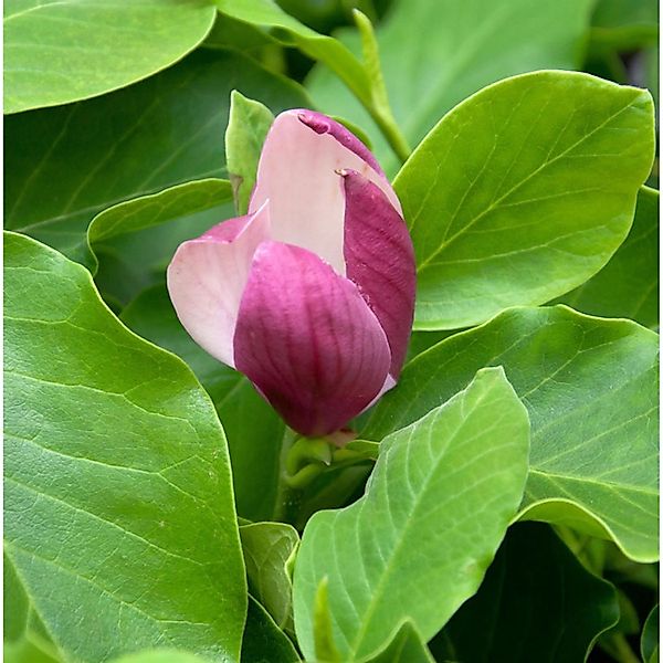 Magnolie Cameo 60-80cm - Magnolia günstig online kaufen