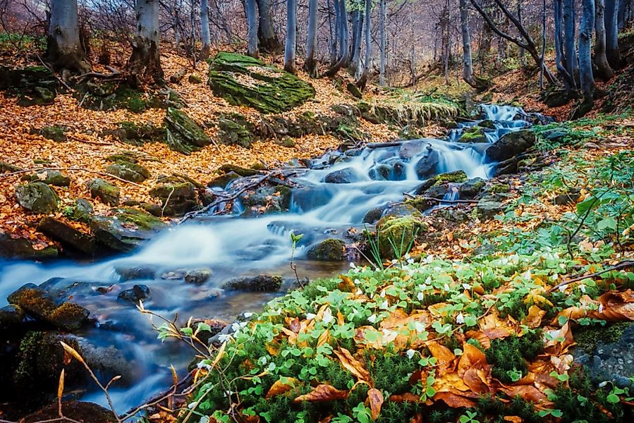 Papermoon Fototapete »Fluss im Wald« günstig online kaufen