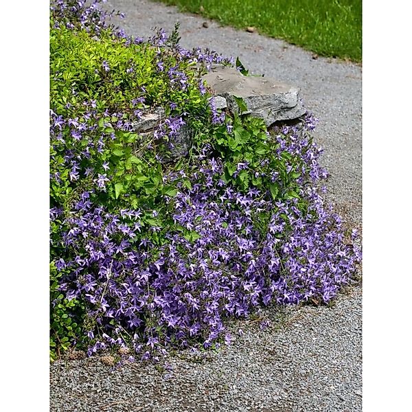 Campanula Poscharskyana Templiner Teppich Polster-Glockenblume Ca. 9x9 cm T günstig online kaufen