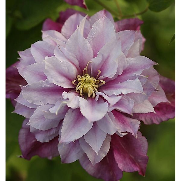 Waldrebe Piilu 40-60cm - Clematis günstig online kaufen