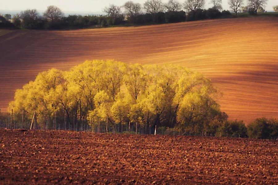 Papermoon Fototapete »Bäume in Feldern« günstig online kaufen