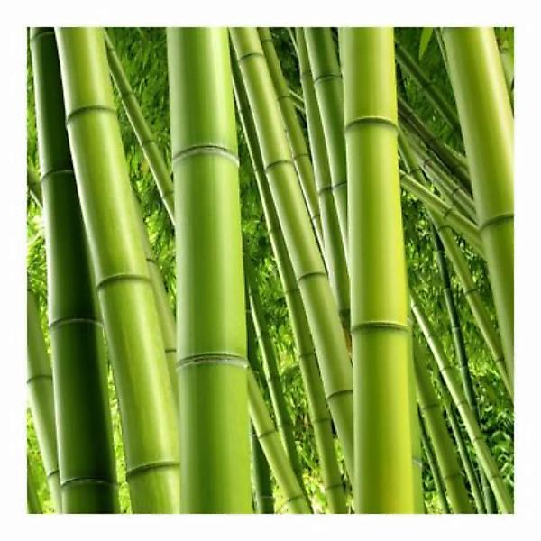 Bilderwelten Fototapete Bamboo Trees grün Gr. 240 x 240 günstig online kaufen