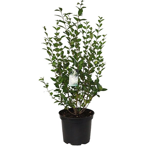 Ovalblättriger Liguster Höhe ca. 40 - 60 cm Topf ca. 5 l Ligustrum ovalifol günstig online kaufen