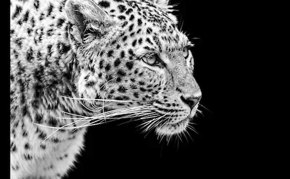 Papermoon Fototapete »Leopard Schwarz & Weiß« günstig online kaufen