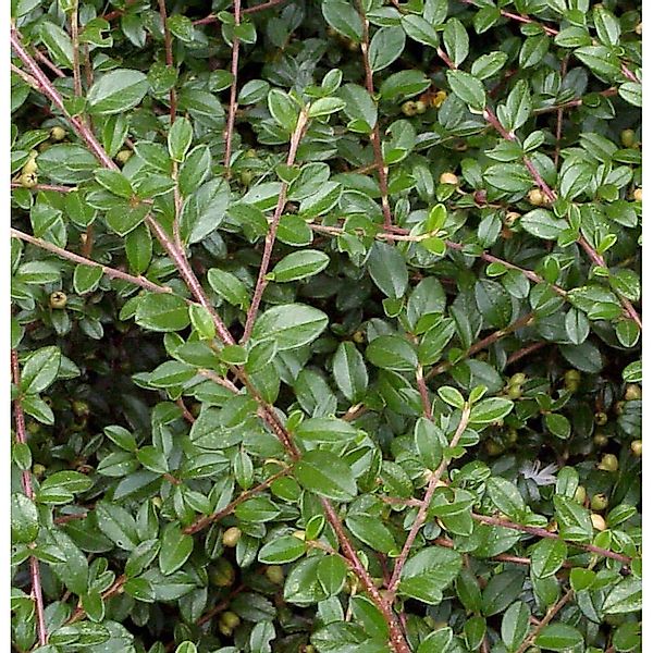 10x Zwergmispel Jürgl 10-15cm - Cotoneaster dammeri günstig online kaufen