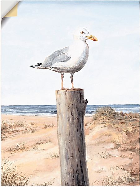 Artland Wandbild Möwe, Vögel (1 St), günstig online kaufen