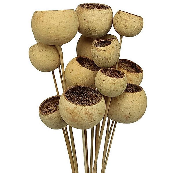 Trockenblume Bell Cup Natur Deko am Stiel Exoten 15 Stk, Viana, Höhe 38 cm günstig online kaufen