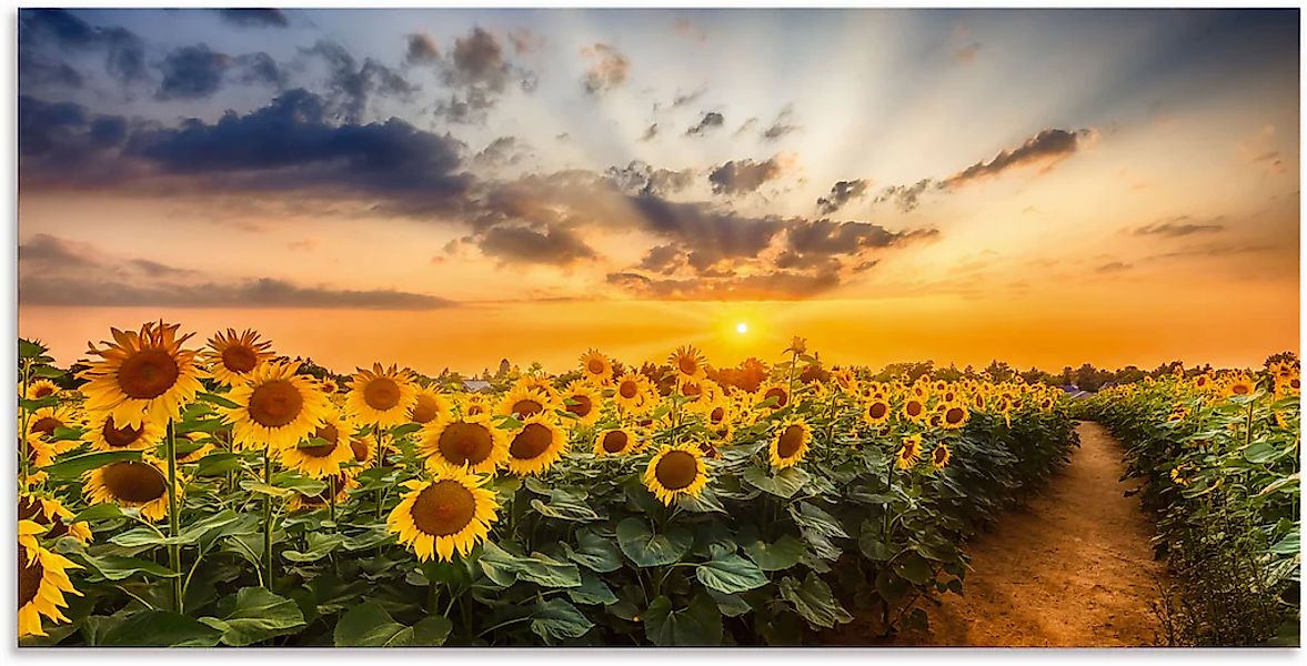 Artland Wandbild "Sonnenblumenfeld bei Sonnenuntergang" Blumenbilder 1 Stk. günstig online kaufen