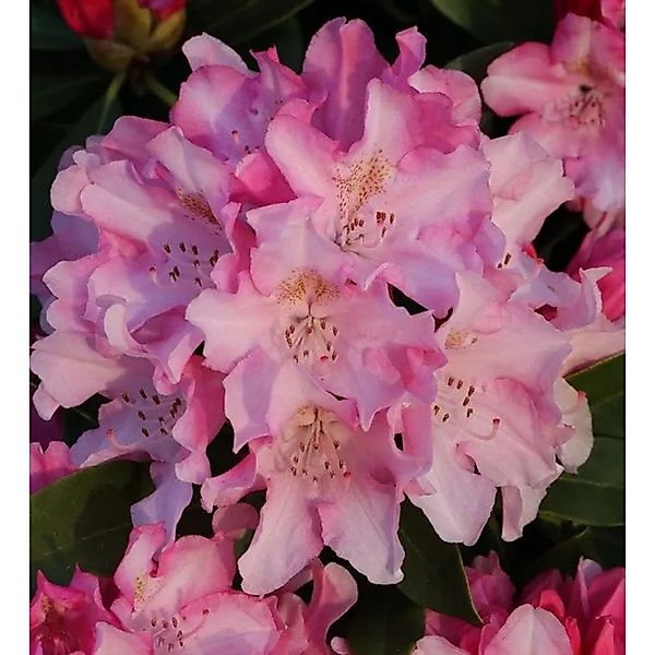 INKARHO - Großblumige Rhododendron Dolcemente 25-30cm - Alpenrose günstig online kaufen