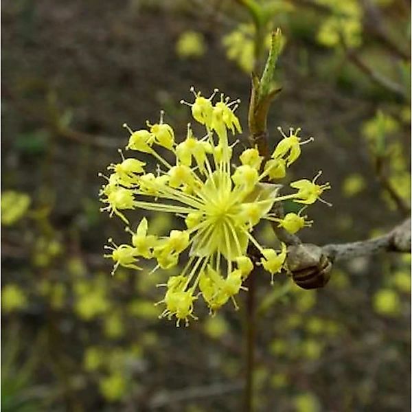 Arzneihartriegel 40-60cm - Cornus officinalis günstig online kaufen
