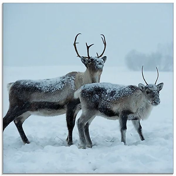 Artland Glasbild "Rentier", Wildtiere, (1 St.), in verschiedenen Größen günstig online kaufen