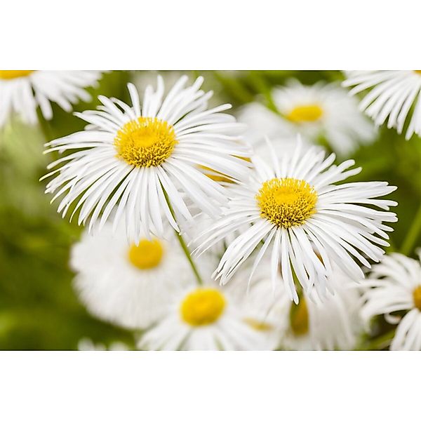 Erigeron X Cult. Sommerneuschnee Feinstrahl Ca. 9x9 cm Topf günstig online kaufen